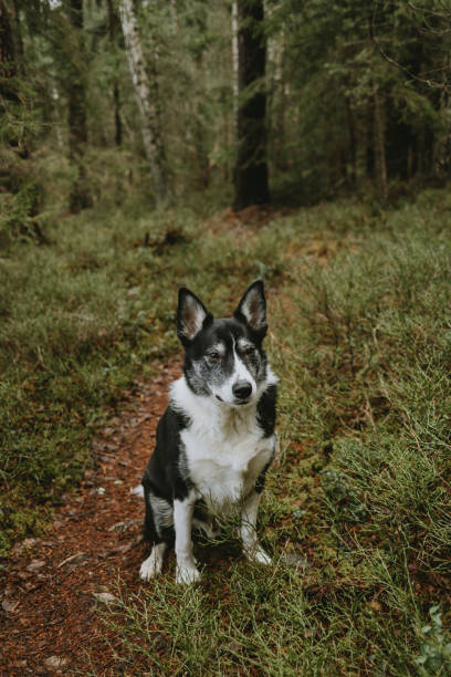 istock Border collie mix outdoors in forest enjoying nature 2196944173