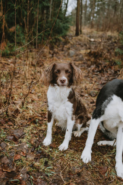 istock Dogs outdoors in nature forest 2196944371