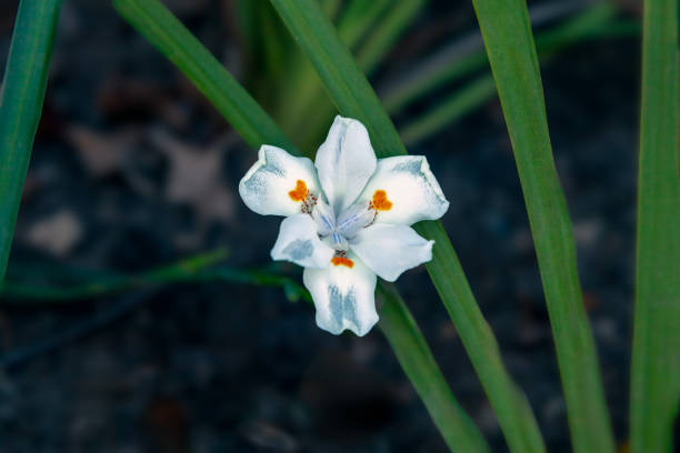 New Zealand iris plant with flowers.