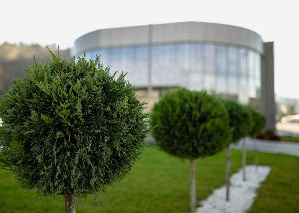 Beautifully groomed round shrubs line a paved path near a contemporary glass-fronted office building