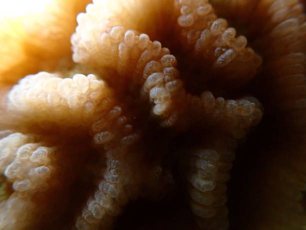 istock Lesser star coral (Goniastrea edwardsi) extreme close-up undersea 2196949851