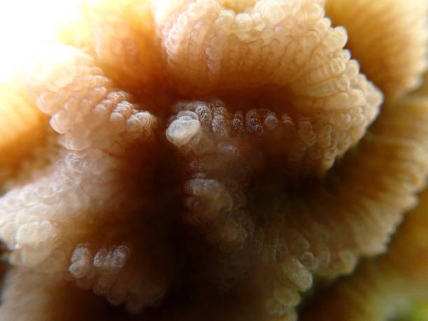 istock Lesser star coral (Goniastrea edwardsi) extreme close-up undersea 2196949895