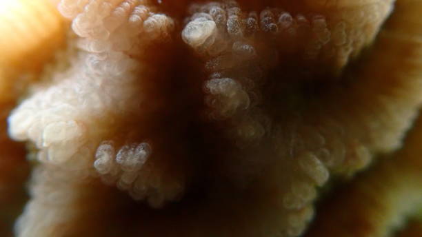 istock Lesser star coral (Goniastrea edwardsi) extreme close-up undersea 2196949897
