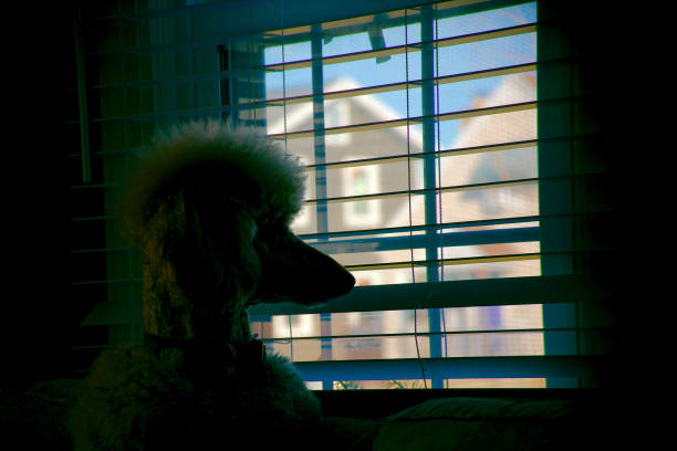 Silhouette of a poodle looking out a window.