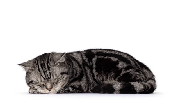 istock Silver British Shorthair cat on white background 2196952125