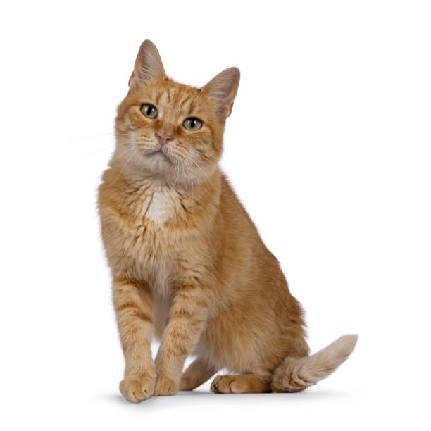 istock Red house cat on white background 2196953008