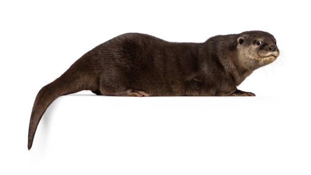 istock Asian small clawed otter on white background 2196954299