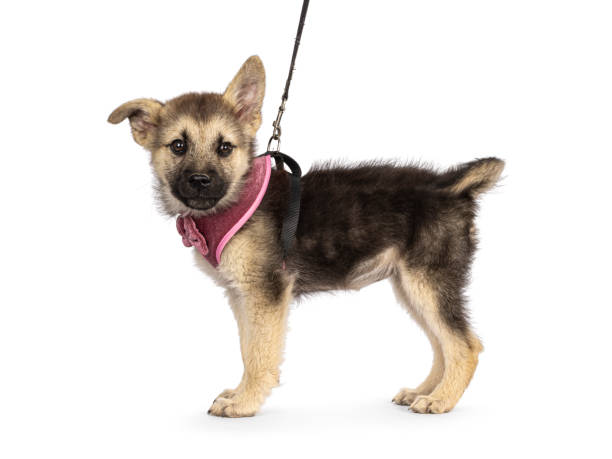 istock Puppy in harness on white background 2196956697