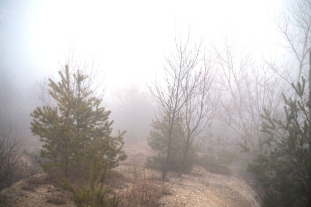 A misty forest scene featuring young pine trees and bare deciduous branches enveloped in dense fog. The soft, diffused light creates a mysterious and tranquil atmosphere, highlighting the natural beauty of the woodland.