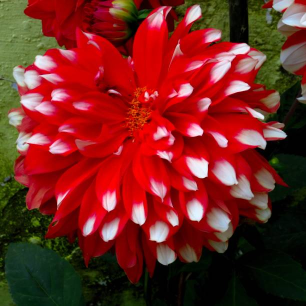 A multicolored Asian Lady Beetle hides in a Red and White Pompom Dahlia in autumn in a garden.