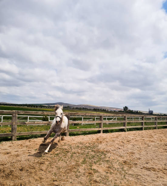 Horse clearing off a hurdle at show jumping competition.