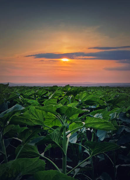 istock Growing sunflower plants in the field over sunset sky background, vertical scene 2196958121