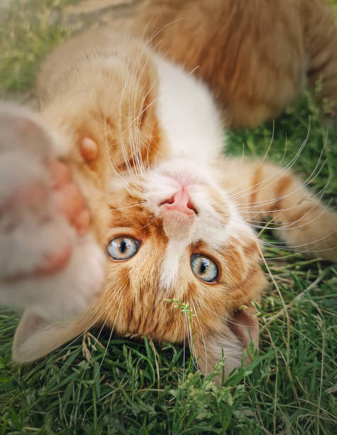 istock Playful orange kitten lying upside down on the green grass. Little ginger cat cute scene outdoors in the nature 2196958599