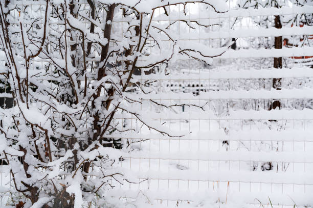 A chain link fence covered in snow photographed from the front, snow stuck to and frozen into the fence details, a yard photographed through the fence during a snowfall, weather conditions snowfall, from a close distance