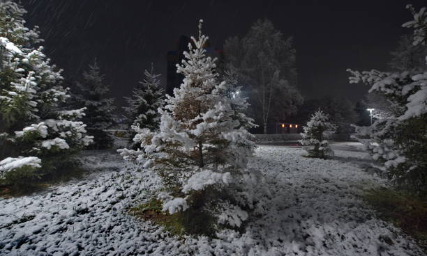 Novokuznetsk, Russia. November 01, 2024. A picturesque view of the sprawling fir trees of the city park, covered with the first autumn snow and illuminated by lanterns of cold light.