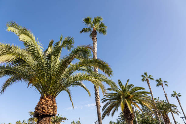 istock Puerto de la Cruz, Tenerife North 2196959653