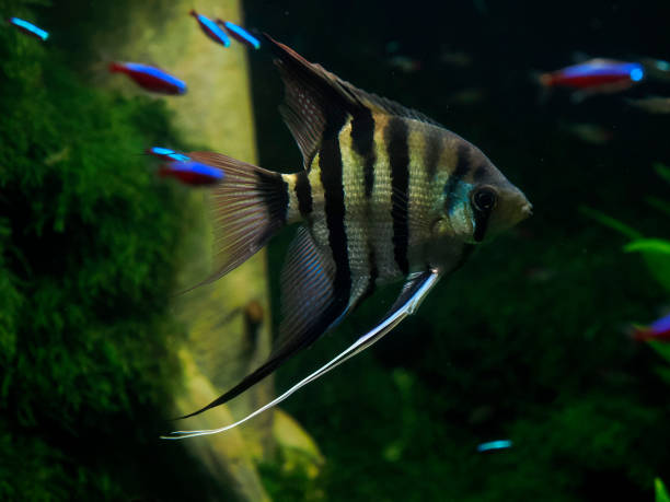 istock scalare angelfish pterophyllum scalare underwater 2196960682