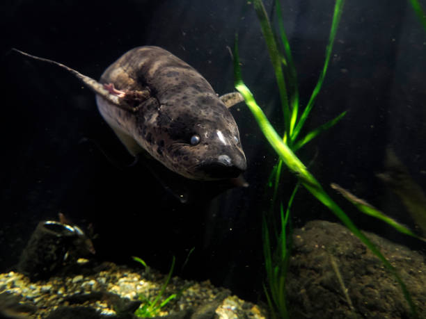 istock West african lungfish Protopterus annectens underwater portrait 2196960688