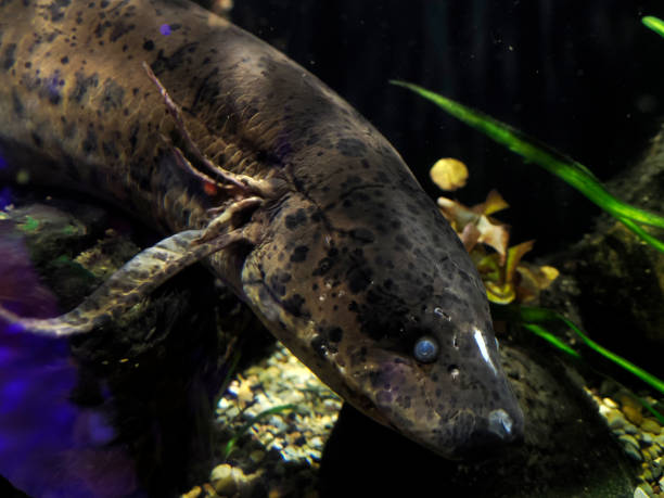 istock West african lungfish Protopterus annectens underwater portrait 2196960711