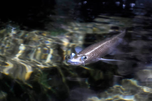 Largescale foureyes anableps anablepsfish portrait close up