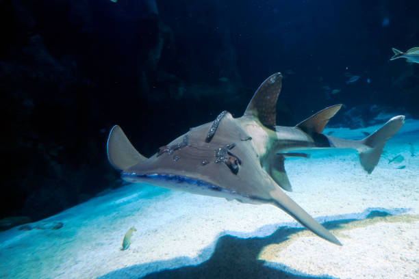 istock Sand shark underwater coming to you 2196961442