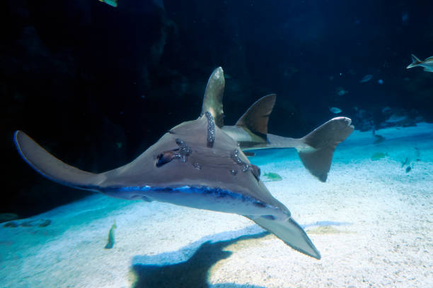 istock Sand shark underwater coming to you 2196961492