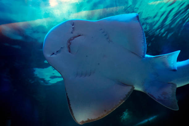istock Sand shark underwater coming to you 2196961539