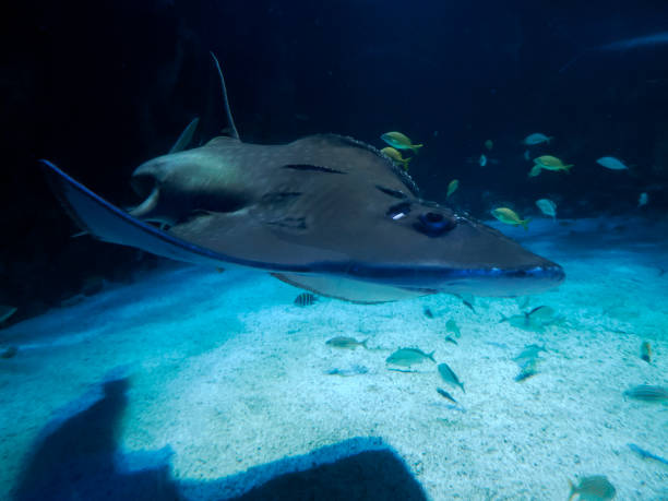 istock Sand shark underwater coming to you 2196961616