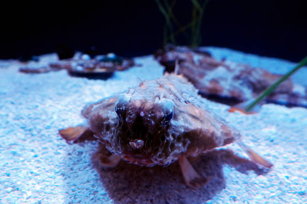 A batfish ogcocephalus cubiformes underwater portrait