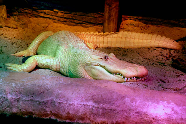 istock A white Albino american alligator close up 2196961800
