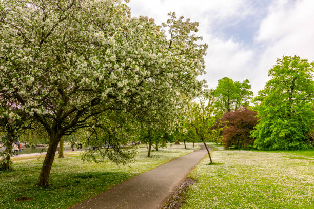 A Japanese cherry tree in full bloom in Wiesbaden/Germany on the banks of the Rhine