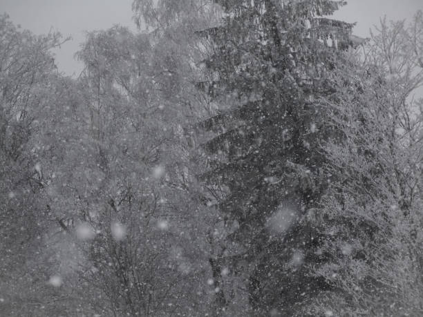 Winter trees in a forest with snow falling on a foggy day