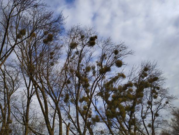 istock Mistletoe infection of tree tops in a park against a blue sky with small white clouds. Tree branches affected by the disease. 2196964574