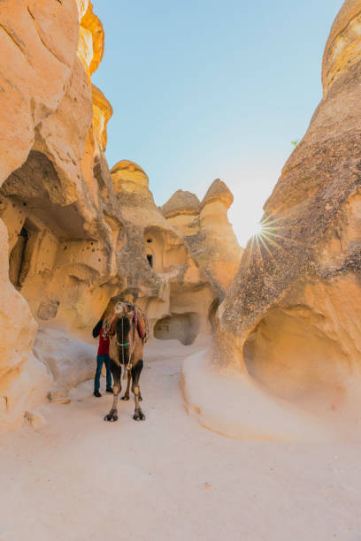 istock Camel Standing in Pasabag Valley (Monks Valley), Cappadocia, Turkey 2196965134
