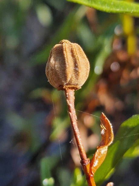 Close-up of a dried seed pod (cistus ladanifer) with blurred background