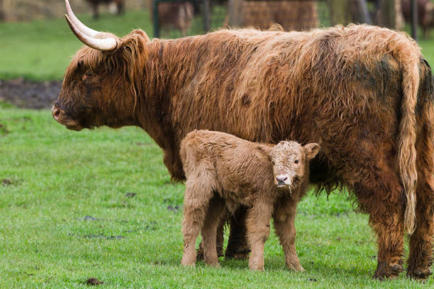 istock Highalnd cown and calf 2196970788