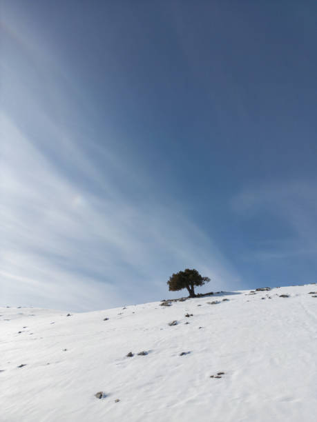 Lone tree surrounded by frozen lake