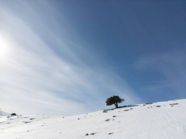 The tree standing alone on the hill covered with snow.