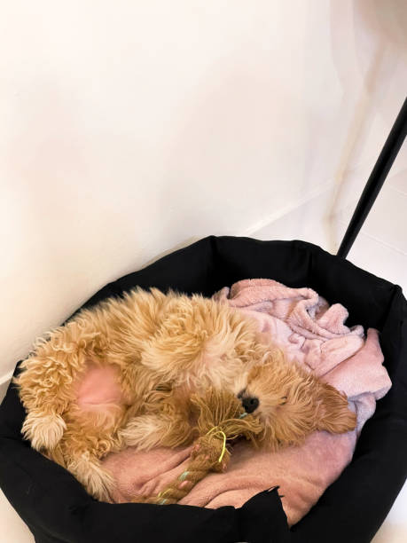 istock Sleeping Puppy in Cozy Bed with Toy 2196971935