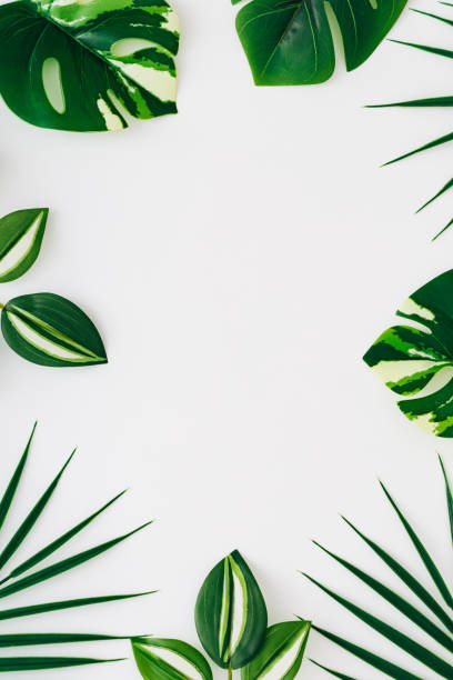 istock Colorful tropical leaves on white background. Minimal summer exotic concept with copy space. Creative nature layout. Border arrangement. Top view banner. 2196972027
