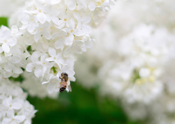 Nature background. Honeybee and white lilac flowers.