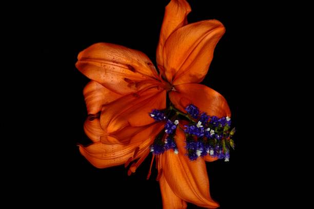 Orange Tango Lily Flower & Bellflowers.