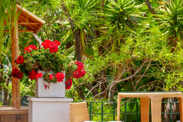 Cozy outdoor seating area with rustic wooden tables and benches surrounded by lush greenery, palm trees, and stone walls under a cloudy sky. Wide-angle view captures natural charm
