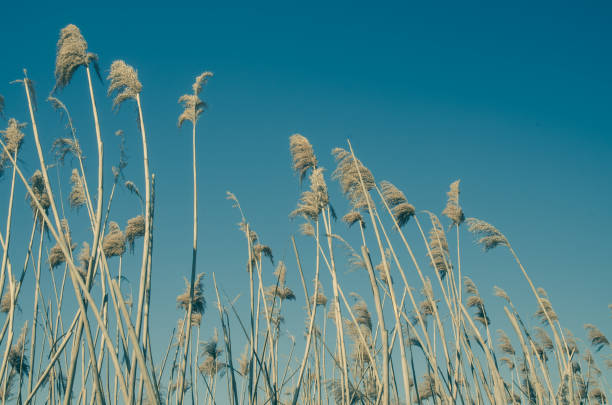 stems of dry pampas grass in spring nature against blue background