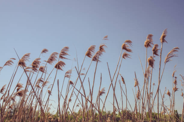 istock blades of pampas grass on blue sky 2196974037