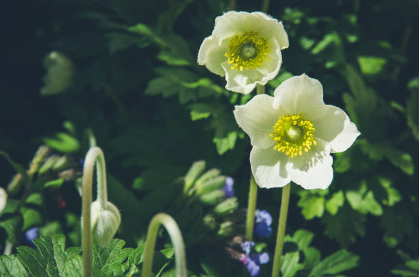 group of spring white anemone flowers