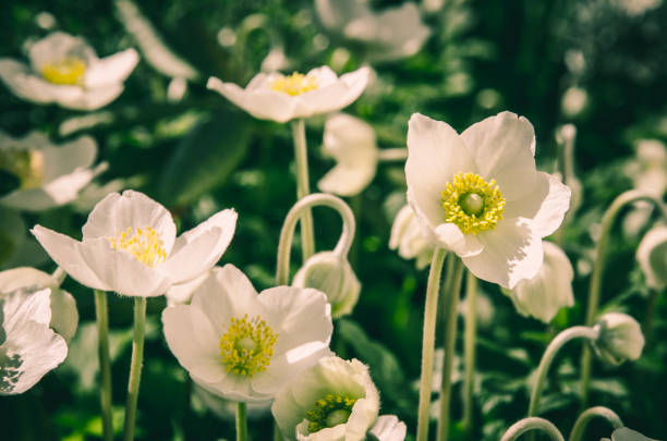 group of spring white anemone flowers