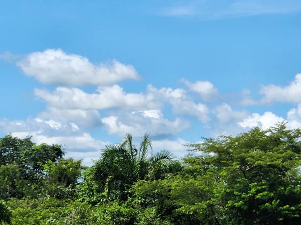 istock Above the dense forest, the sky stretches in vibrant hues, with white clouds gently floating. The tree canopy shapes the landscape, contrasting with the endless blue that peeks through the branches and leaves. 2196975135