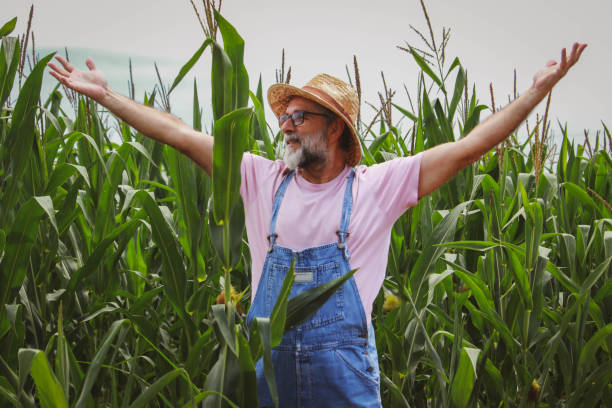 istock Senior farmer in field of corn 2196975138