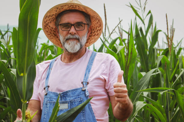 istock Senior farmer in field of corn 2196975141